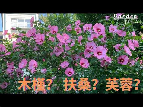 芙蓉 風水|風水師揭秘：芙蓉擺放位置有講究